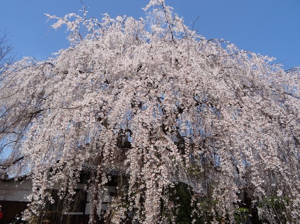 本満寺の枝垂れ桜_b0299042_08251631.jpg
