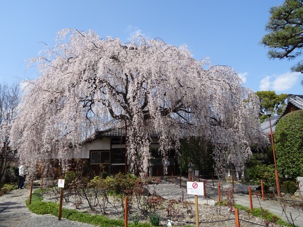 本満寺の枝垂れ桜_b0299042_08252400.jpg