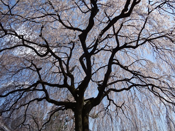 本満寺の枝垂れ桜_b0299042_08252951.jpg