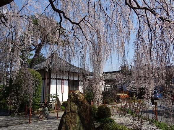 本満寺の枝垂れ桜_b0299042_08253662.jpg