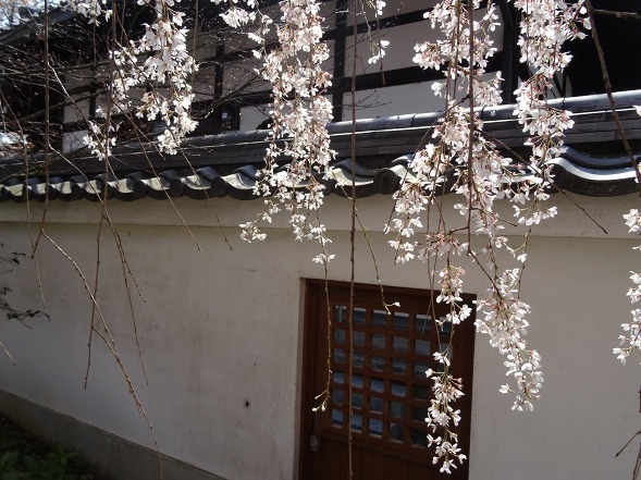 本満寺の枝垂れ桜_b0299042_08254697.jpg
