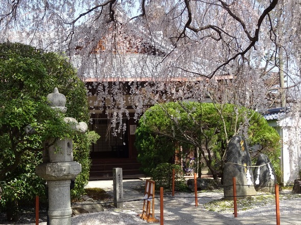 本満寺の枝垂れ桜_b0299042_08255146.jpg