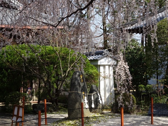 本満寺の枝垂れ桜_b0299042_08255607.jpg
