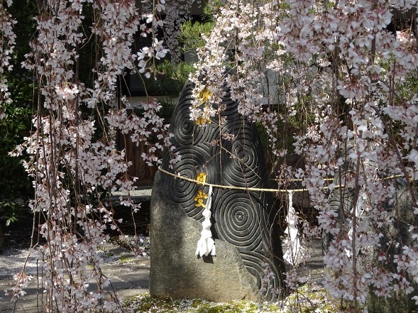 本満寺の枝垂れ桜_b0299042_08260133.jpg