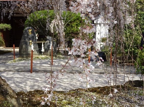 本満寺の枝垂れ桜_b0299042_08260627.jpg
