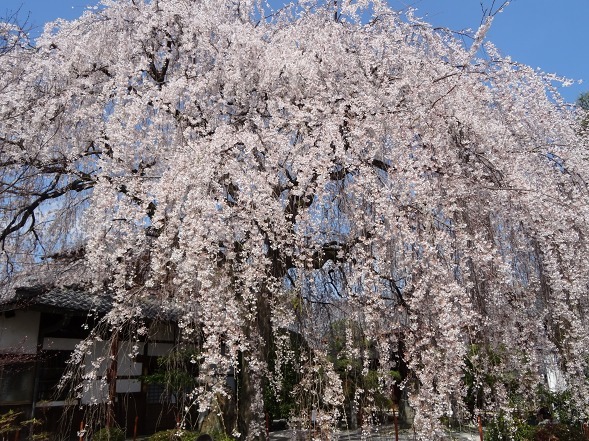 本満寺の枝垂れ桜_b0299042_08261102.jpg