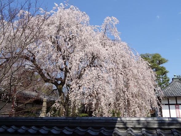 本満寺の枝垂れ桜_b0299042_08261734.jpg
