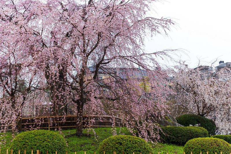 2021桜咲く京都 祇園の桜たち_f0155048_23471350.jpg