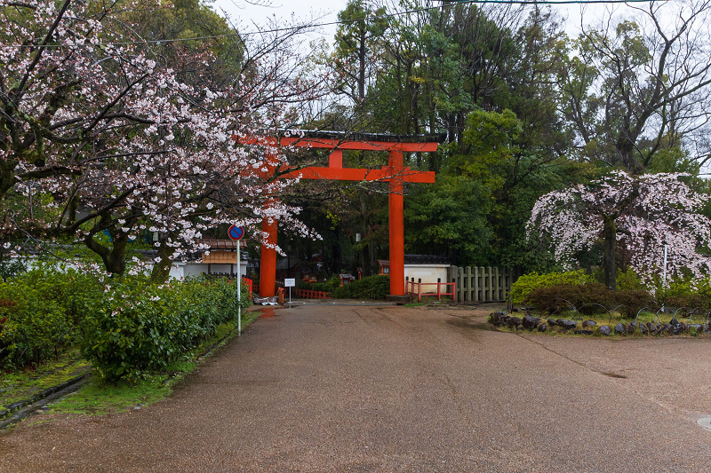 2021桜咲く京都 祇園の桜たち_f0155048_23475229.jpg