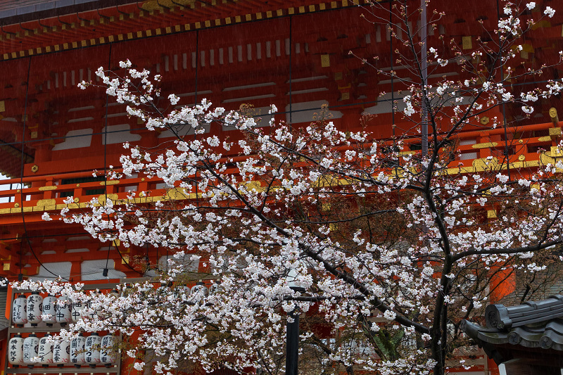 2021桜咲く京都 祇園の桜たち_f0155048_23481081.jpg