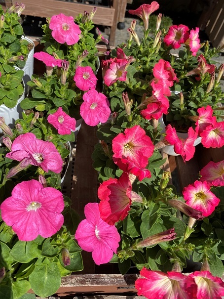 花苗入荷情報【\'210407】_a0201358_14435993.jpg