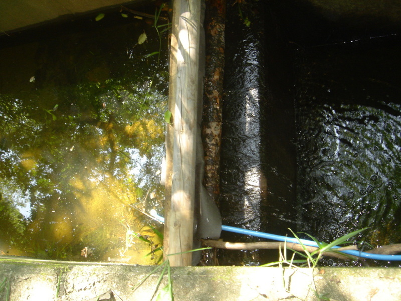 川の水を　ビオトープに流入する作業・・・うみべの森_c0108460_14505293.jpg