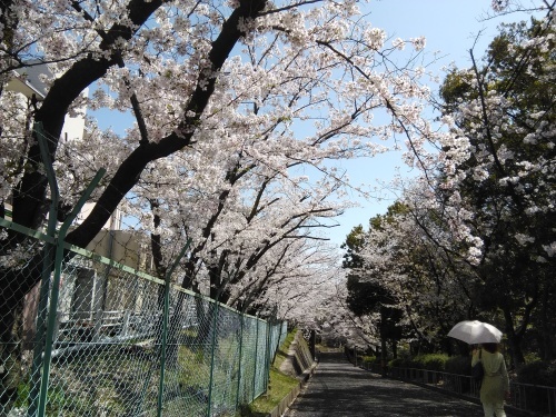 花見@枚方市から京都府八幡市へ_f0395164_22085067.jpg