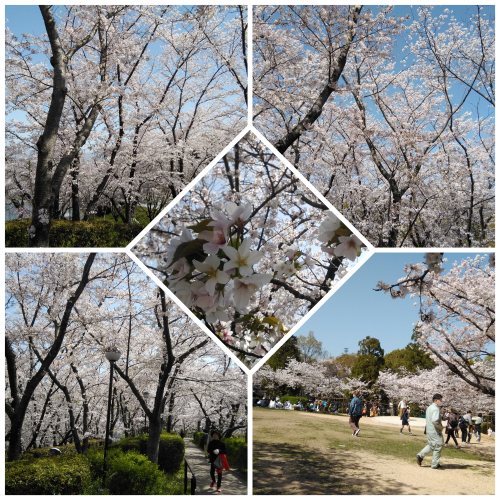 花見@枚方市から京都府八幡市へ_f0395164_22170541.jpg