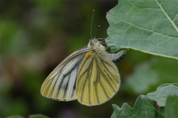 公園内の畑にて_e0167571_17160789.jpg