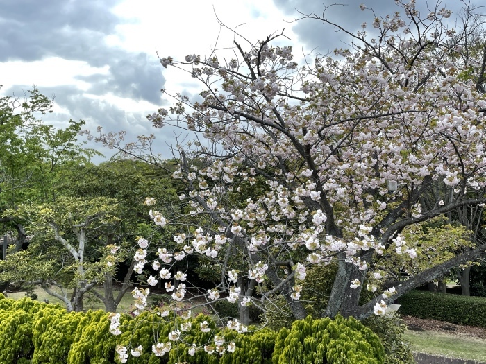 根岸台　森林公園_a0317581_17273055.jpeg