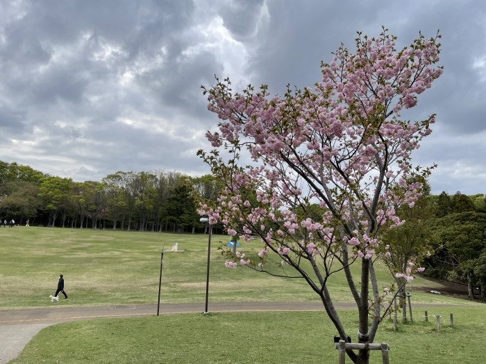 根岸台　森林公園_a0317581_17274561.jpeg