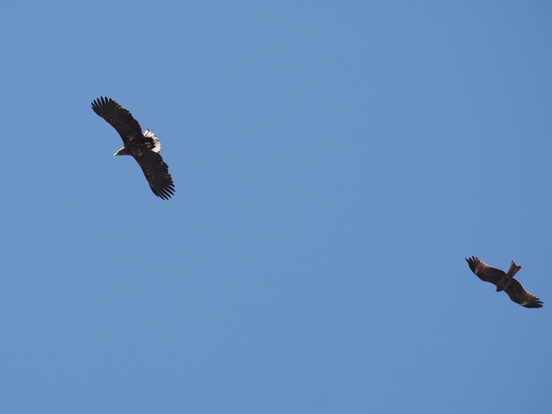 野鳥たちの春・・動きが活発_a0174783_11585746.jpg