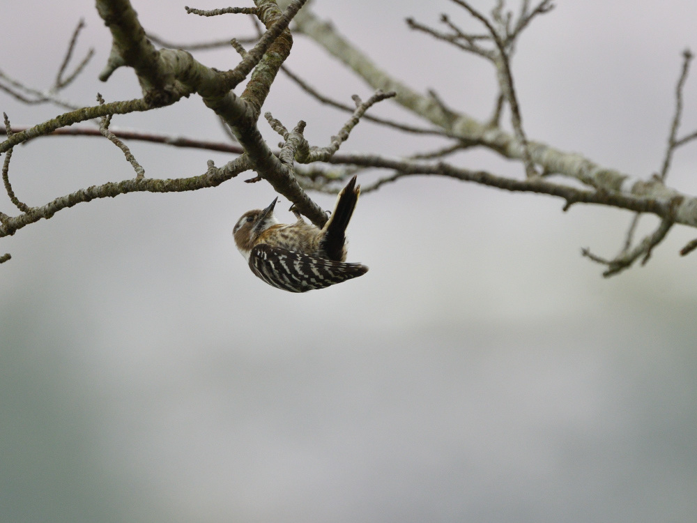 2021 03 30 お花見ついでの探鳥は坊主と思いきやかろうじて・・・。_a0143491_21181910.jpg