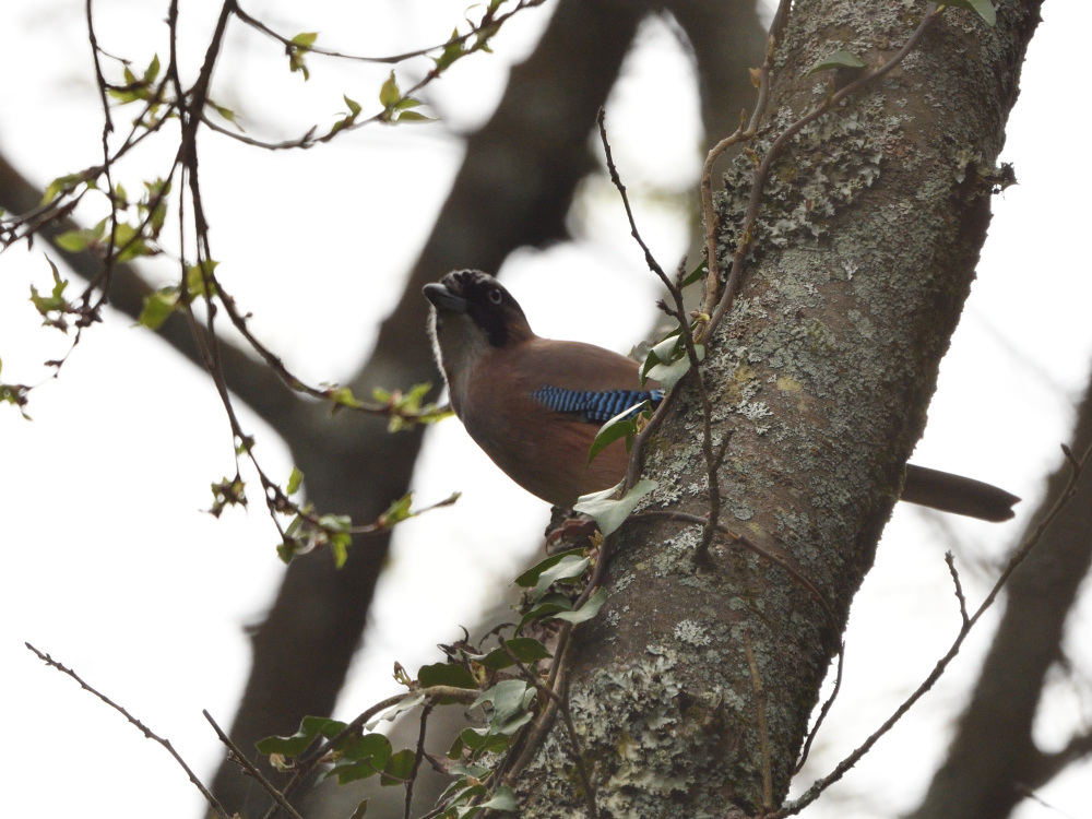 2021 03 30 お花見ついでの探鳥は坊主と思いきやかろうじて・・・。_a0143491_21184070.jpg