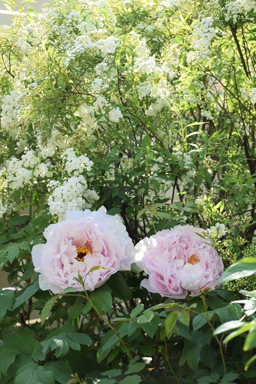 今年21年の牡丹 バラもスクスクと バラとハーブのある暮らし Salon De Roses 今年21年の牡丹 バラもスクスクと バラとハーブのある暮らし Salon De Roses