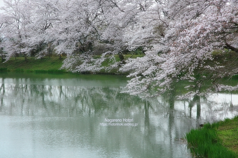 池のほとりにて 2 流れのほとり 池のほとりにて 2 流れのほとり