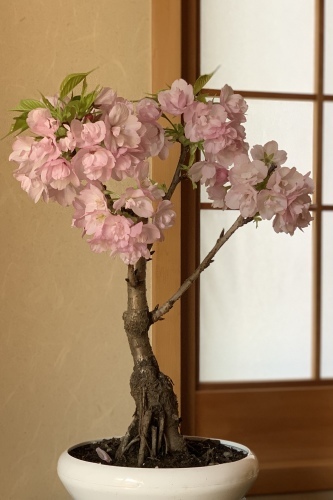 和布ソーイングvol 16_e0358096_20181219.jpeg