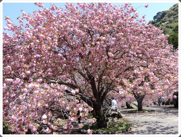 一心寺の牡丹桜_c0361298_21325697.jpg