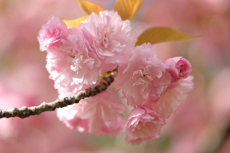 引きで撮りたいソメイヨシノ 寄りで撮りたい牡丹桜 旅プラスの日記 引きで撮りたいソメイヨシノ 寄りで撮りたい牡丹桜 旅プラスの日記