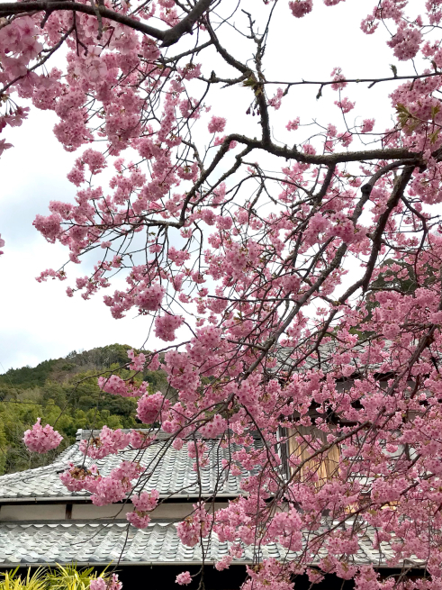 河津桜の原木と桜堤_b0355217_07185417.jpg