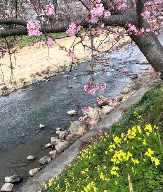 河津桜の原木と桜堤_b0355217_07235732.jpg