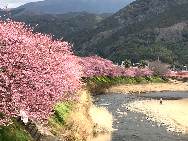 河津桜の原木と桜堤_b0355217_07242905.jpg