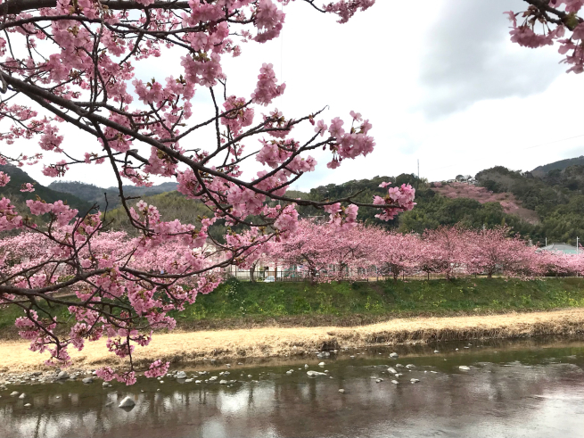 河津桜の原木と桜堤_b0355217_07274373.jpg