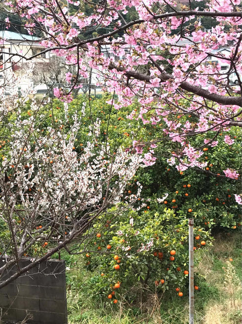 河津桜の原木と桜堤_b0355217_07321149.jpg