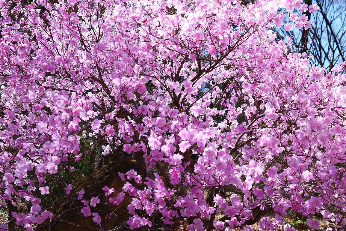 美し過ぎるアカヤシオツツジ 4月7日赤城自然園では満開 快晴 だった 私のデジタル写真眼 美し過ぎるアカヤシオツツジ 4月7日赤城自然園では満開 快晴 だった 私のデジタル写真眼
