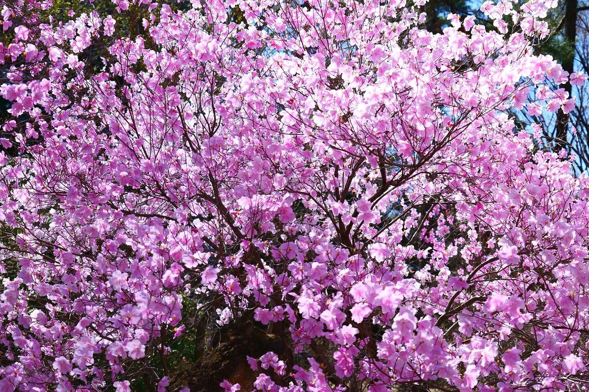美し過ぎるアカヤシオツツジ！・・・４月７日赤城自然園では満開！快晴！だった♪_a0031821_16242067.jpg