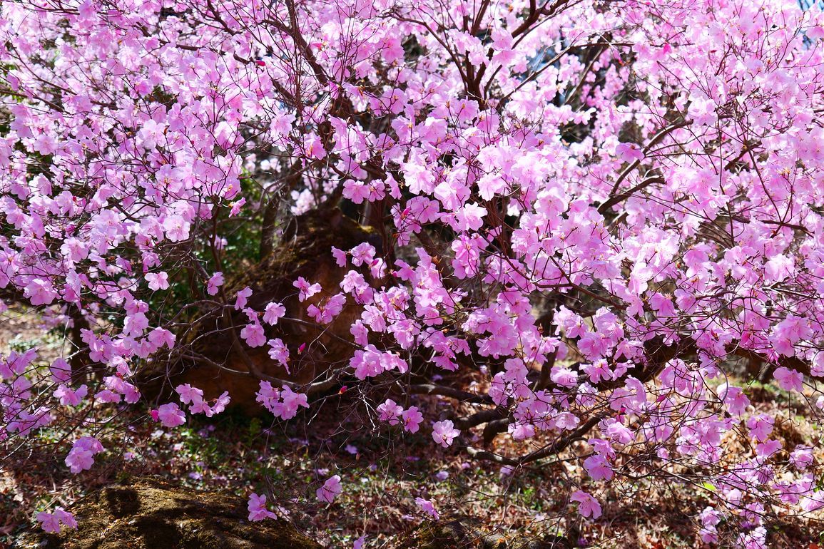 美し過ぎるアカヤシオツツジ！・・・４月７日赤城自然園では満開！快晴！だった♪_a0031821_16243293.jpg