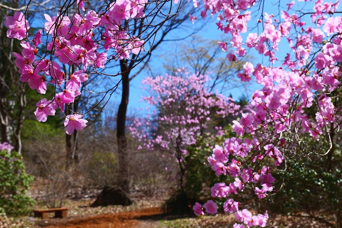 美し過ぎるアカヤシオツツジ！・・・４月７日赤城自然園では満開！快晴！だった♪_a0031821_16250013.jpg