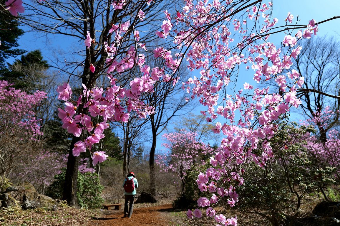 美し過ぎるアカヤシオツツジ！・・・４月７日赤城自然園では満開！快晴！だった♪_a0031821_16251445.jpg