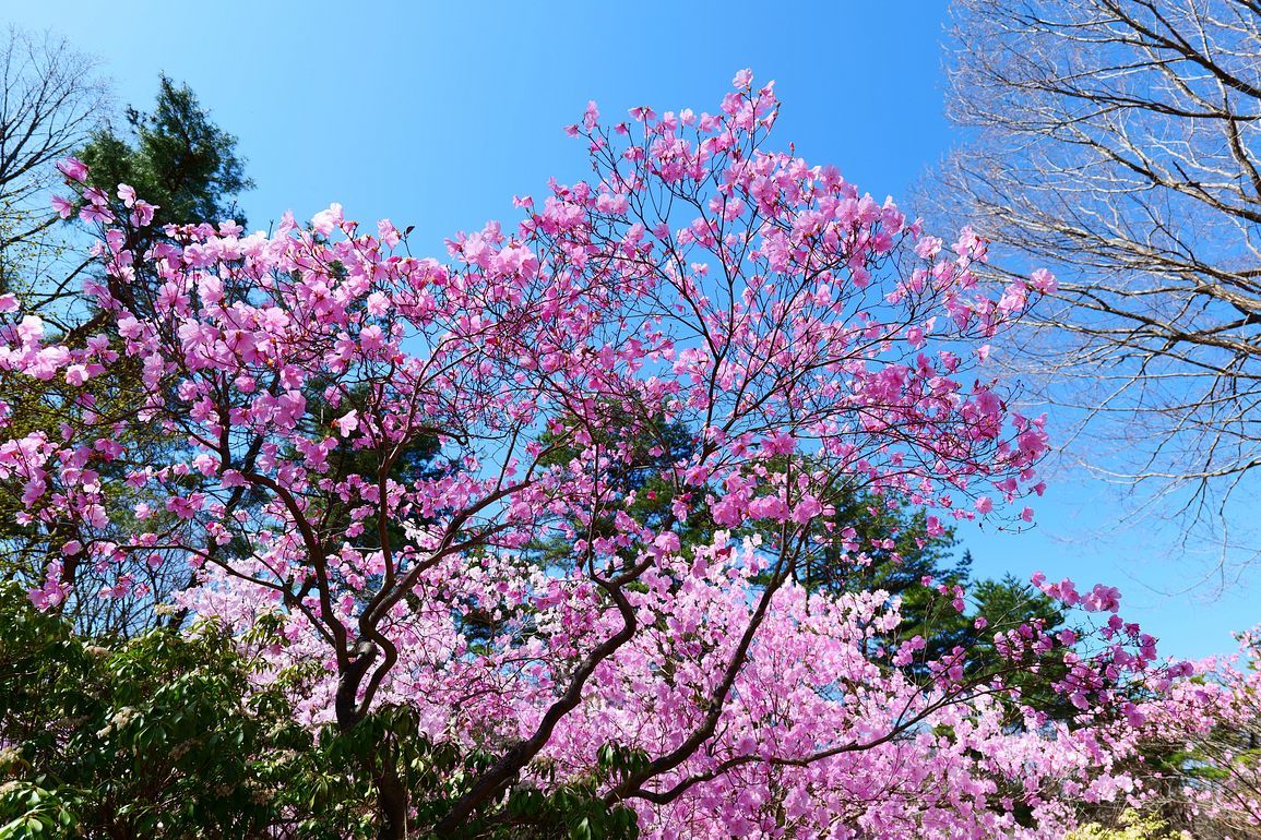 美し過ぎるアカヤシオツツジ！・・・４月７日赤城自然園では満開！快晴！だった♪_a0031821_16252737.jpg