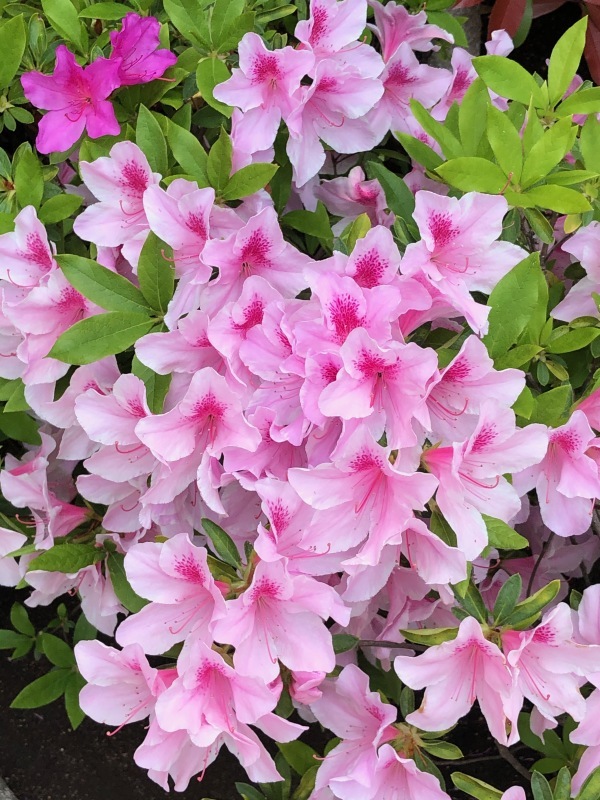 花めぐり、そして『はじまりの日』_a0395626_18015240.jpeg