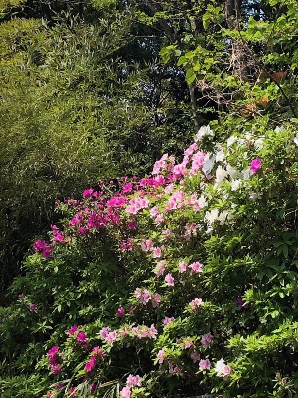 花めぐり、そして『はじまりの日』_a0395626_18023627.jpeg