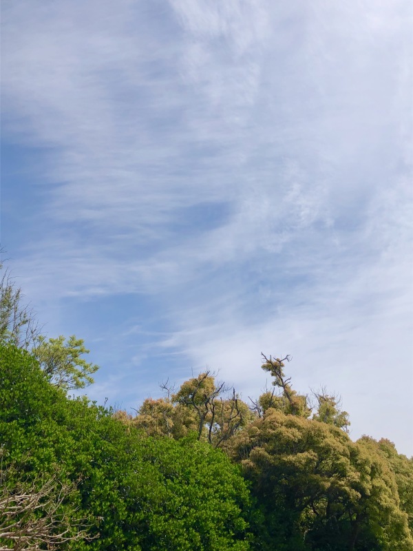 花めぐり、そして『はじまりの日』_a0395626_18024001.jpeg