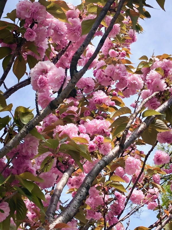 花めぐり、そして『はじまりの日』_a0395626_18024405.jpeg