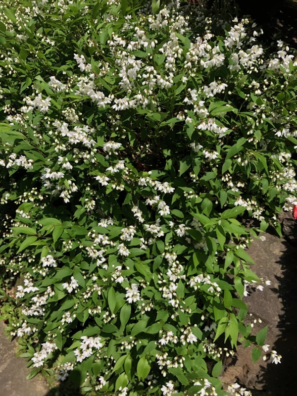 花めぐり、そして『はじまりの日』_a0395626_18031298.jpeg