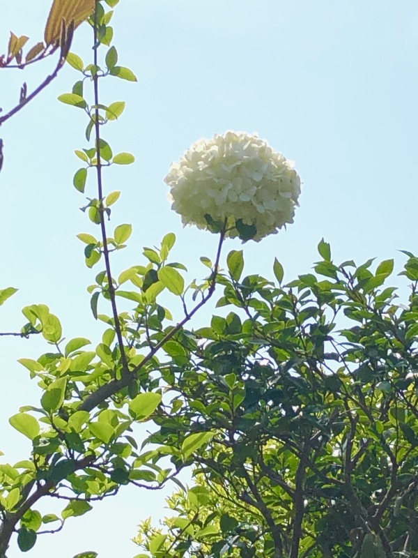 花めぐり、そして『はじまりの日』_a0395626_18034191.jpeg