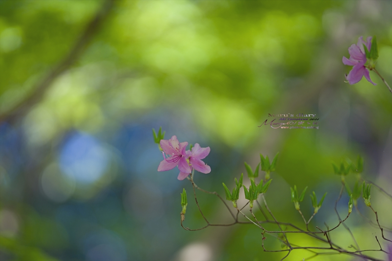 まゝに/4月の散歩 春の里山_d0342426_01562462.jpg