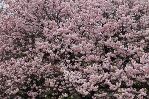新装改訂版 万葉の花 四季の花々と歌に親しむ｜青幻舎 SEIGENSHA