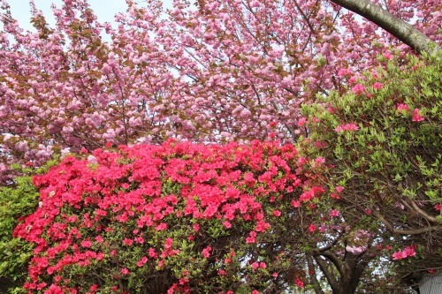 万葉集その八百三十五(桜花栄え乙女) : 万葉集遊楽 万葉集その八百三十五(桜花栄え乙女) : 万葉集遊楽