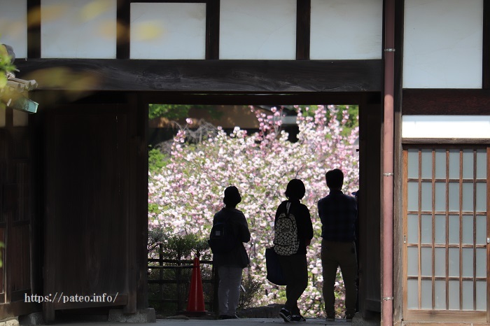 足立区都市農業公園の咲き誇る春の花たち 一場の写真 足立区リフォーム館 頑張る会社ブログ 足立区都市農業公園の咲き誇る春の花たち 一場の写真 足立区リフォーム館 頑張る会社ブログ